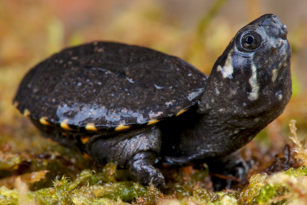 Wie man die Klappschildkröte hält und pflegt