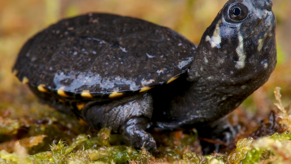 Skorpions-Klappschildkröte streckt ihren großen Kopf nach oben
