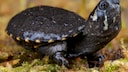 Skorpions-Klappschildkröte streckt ihren großen Kopf nach oben