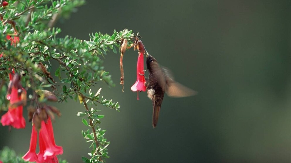 Schwarzbauch-Glanzschwänzchen an einer Blüte, einer der Kolibris, der jede Nacht Winterschlaf hält