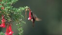 Schwarzbauch-Glanzschwänzchen an einer Blüte, einer der Kolibris, der jede Nacht Winterschlaf hält