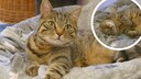Kater Baltazar lebt seit über vier Jahren im Tierheim München. Er kam dorthin, nachdem sein früherer Halter verstorben war.