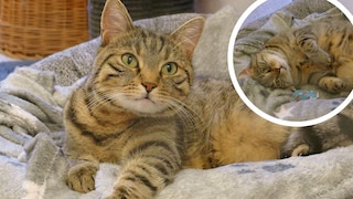 Kater Baltazar lebt seit über vier Jahren im Tierheim München. Er kam dorthin, nachdem sein früherer Halter verstorben war.