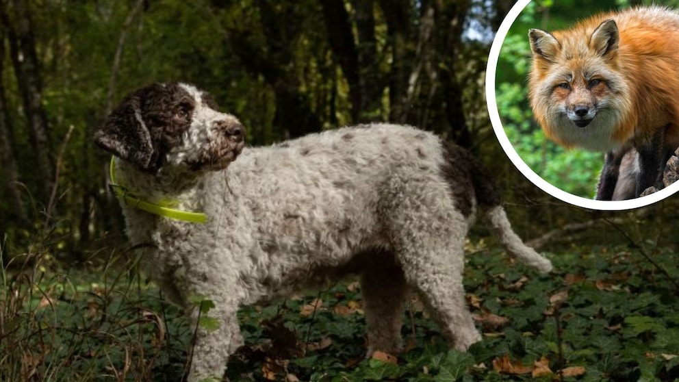 Die Staupe ist eine hochansteckende Infektionskrankheit, die durch das Canine Staupevirus (CDV) hervorgerufen wird und neben Hunden auch andere Raubtiere wie Füchse, Waschbären und Frettchen befallen kann.