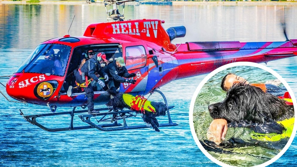 Springen sogar aus Helikoptern! So hart ist das Training für Rettungsschwimmerhunde