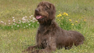 Der Pudelpointer, die erste „Doodle“-Schöpfung der Welt, entstand nicht aus modischen Erwägungen, sondern aus dem ernsthaften Wunsch, einen neuen Jagdgebrauchshund zu schaffen.