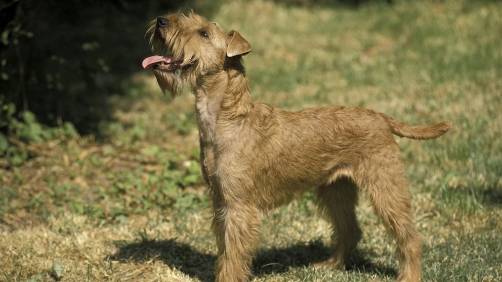 Der Ursprung des Irish Terriers liegt in Irland, wo er seit Jahrhunderten als vielseitiger Arbeitshund gehalten wurde.