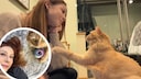 Die Katze Garbanzo wurde 2021 als Kitten von der Tierschützerin Rachael Robertson mit der Flasche großgezogen. Als Pflegestelle vermittelte Robertson die junge Katze mit den besten Absichten in ihr neues Für-immer-Zuhause. Doch dort begann für die Katze der Albtraum.