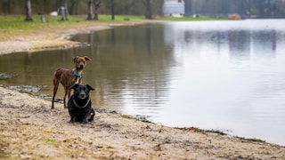 Zwei Hunde am Bremer Stadtsee