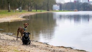 Zwei Hunde am Bremer Stadtsee