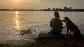 Zwei Hunde mit Frauchen an der Alster