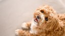 Maltipoo