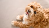 Maltipoo