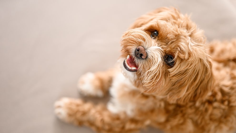 Maltipoo