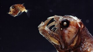 Vipernfisch (Chauliodus sp) und seine Glasfischbeute (Sternoptyx sp) – beide Tiere leben im Marianengraben