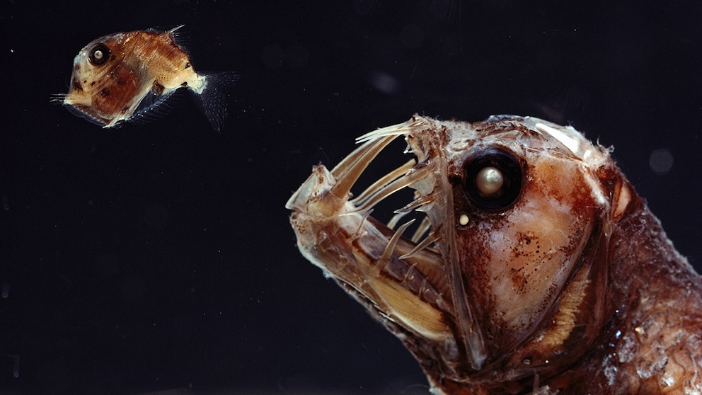 Vipernfisch (Chauliodus sp) und seine Glasfischbeute (Sternoptyx sp) – beide Tiere leben im Marianengraben