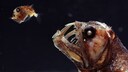 Vipernfisch (Chauliodus sp) und seine Glasfischbeute (Sternoptyx sp) – beide Tiere leben im Marianengraben