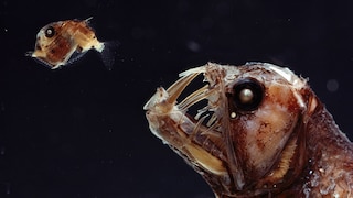 Vipernfisch (Chauliodus sp) und seine Glasfischbeute (Sternoptyx sp) – beide Tiere leben im Marianengraben