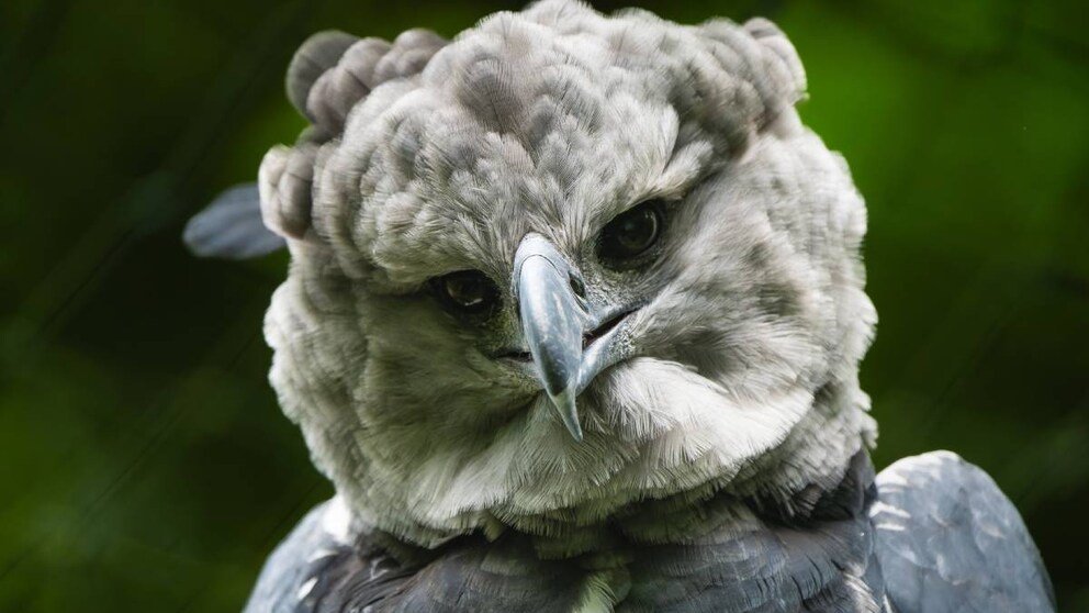 Ein Harpyien-Adler, ein mystisches Wesen, das es tatsächlich gibt.