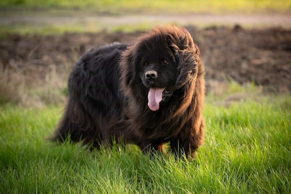 Neufundländer – der Hund mit Schwimmhäuten zwischen den Zehen