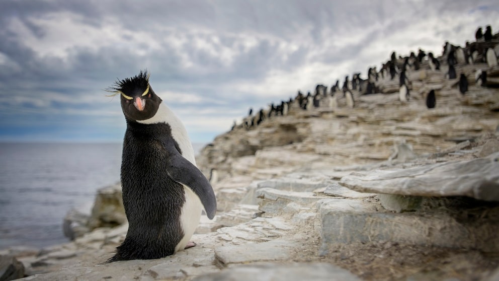 Felsenpinguine auf den Falklandinseln