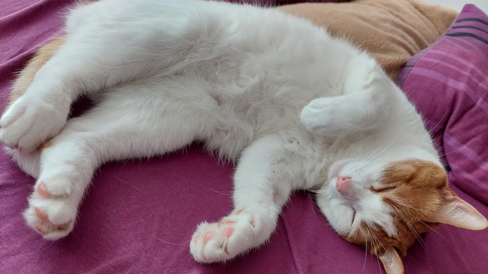 Redaktionskater Remo demonstriert Schlafpositionen bei Katzen
