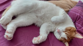 Redaktionskater Remo demonstriert Schlafpositionen bei Katzen