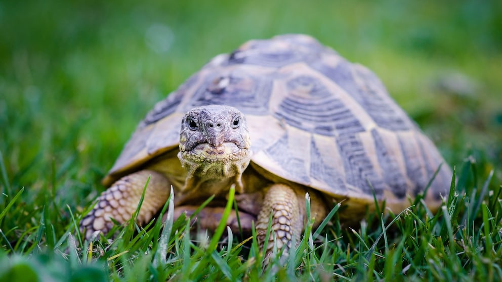 Landschildkröte im Garten