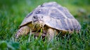 Landschildkröte im Garten