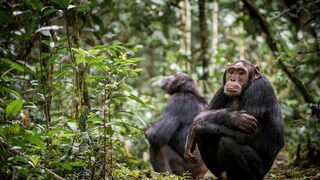 Schimpansen sitzen auf dem Boden im Kibale National Park