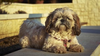 Shih-Poo
