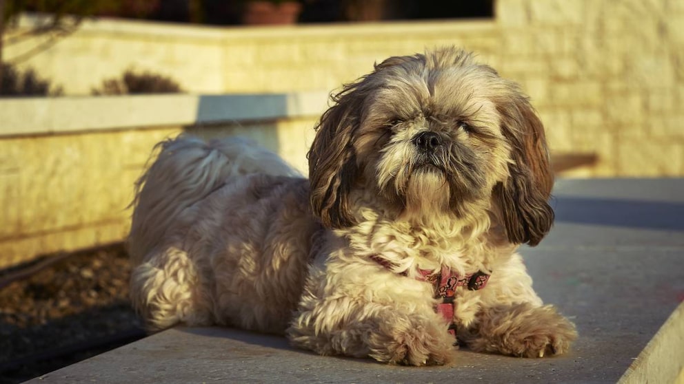 Shih-Poo