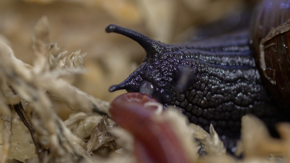 Die Schnecke, die Eier aus dem Hals legt