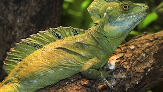 Stirnlappenbasilisk auf einem Ast