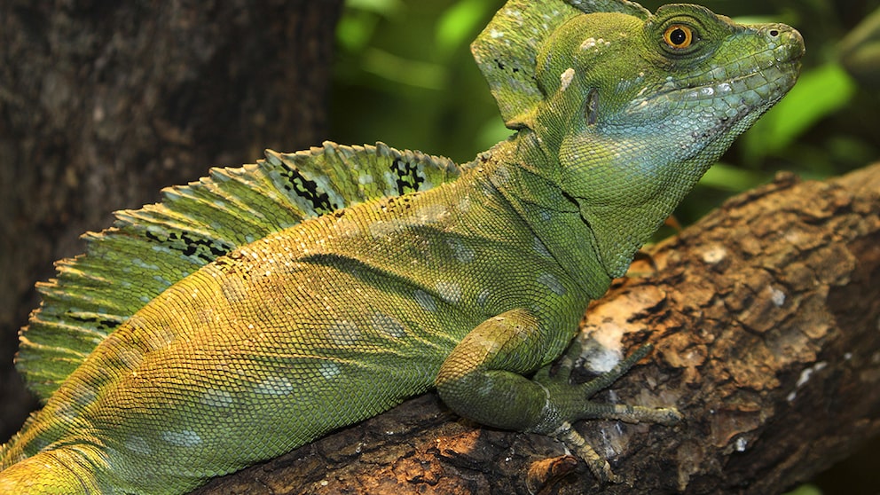 Stirnlappenbasilisk auf einem Ast