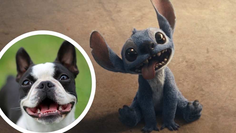 Collage aus Screenshot aus Disneys „Lilo & Stitch“ (2025) und Porträt der Hunderasse Boston Terrier (Kreis)