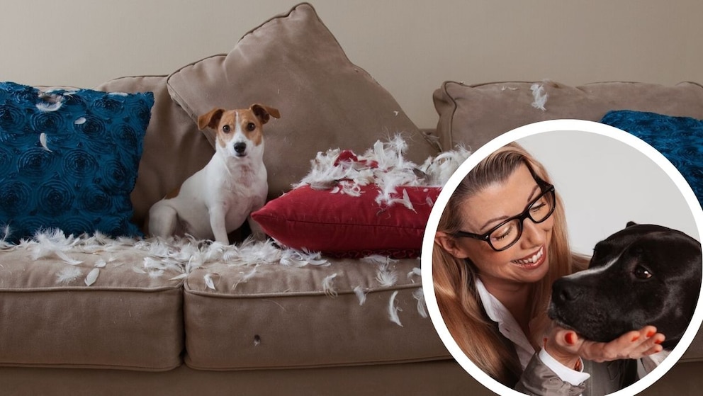 Hundetrainerin: „Erziehung bei Hunden ganz ohne Strafe? Schwierig.“