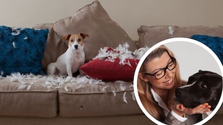 Collage aus Jack Russel auf Couch mit zerfetzten Kissen und Hundetrainerin Katharina Marioth (Kreis)