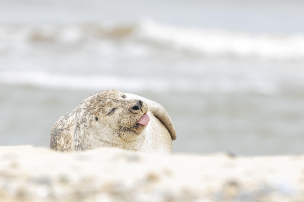 Welche Tiere es im Wattenmeer gibt – und wo sie hingehen, wenn die Flut kommt