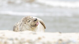 Eine Kegelrobbe im Wattenmeer