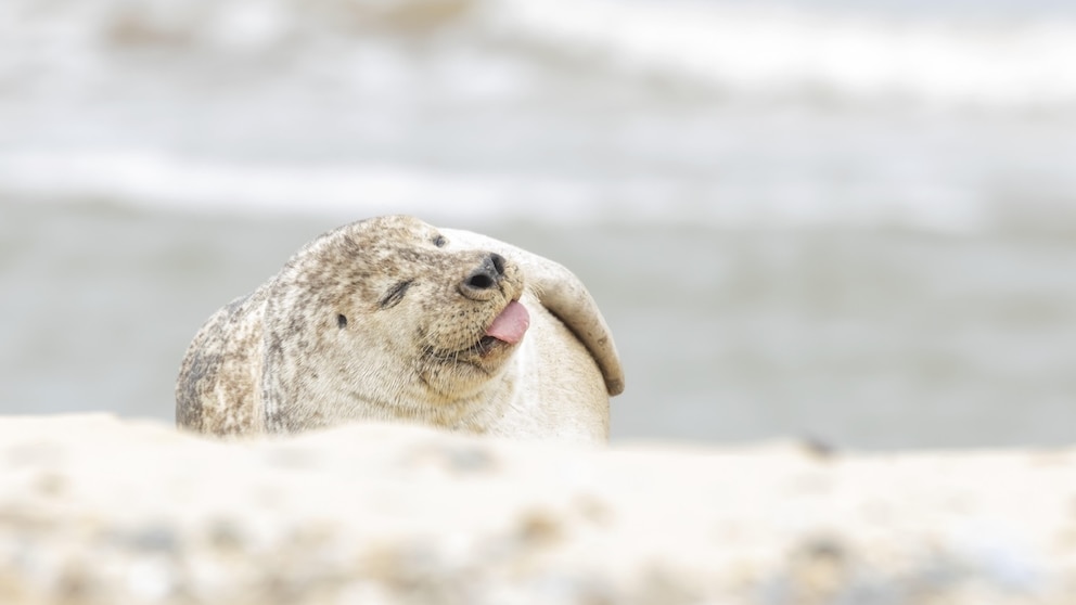 Eine Kegelrobbe im Wattenmeer