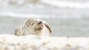 Eine Kegelrobbe im Wattenmeer
