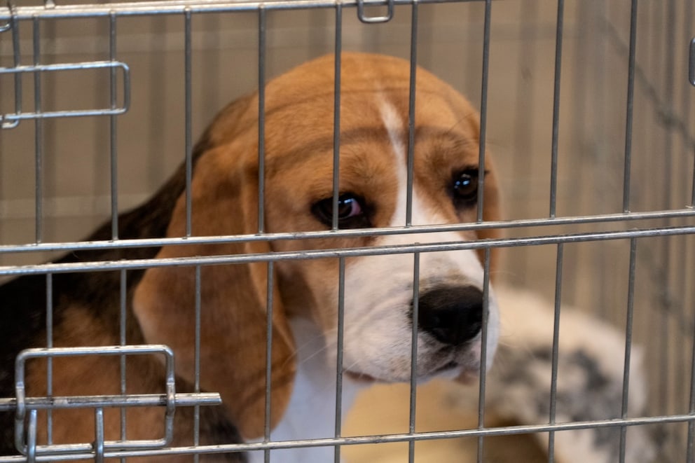 Tierversuche mit Hunden – warum Beagle besonders oft leiden müssen