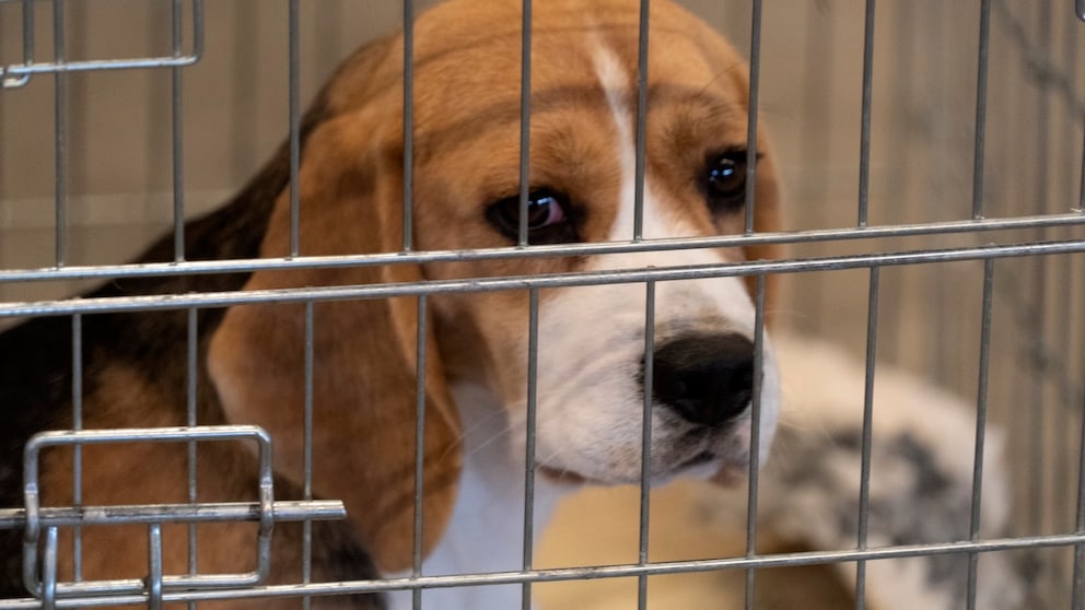 Tierversuche mit Beaglen