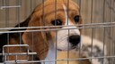 Tierversuche mit Beaglen