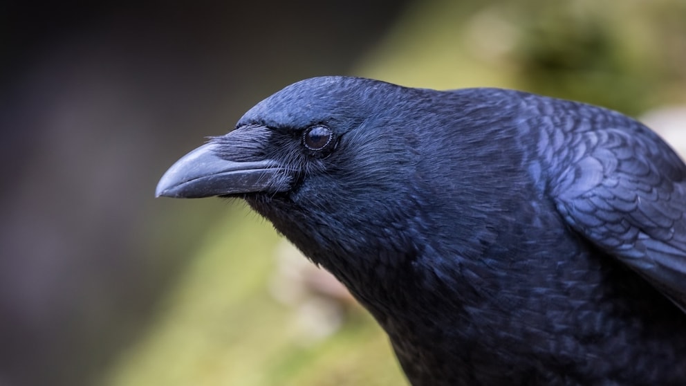 Vögel Bewusstsein