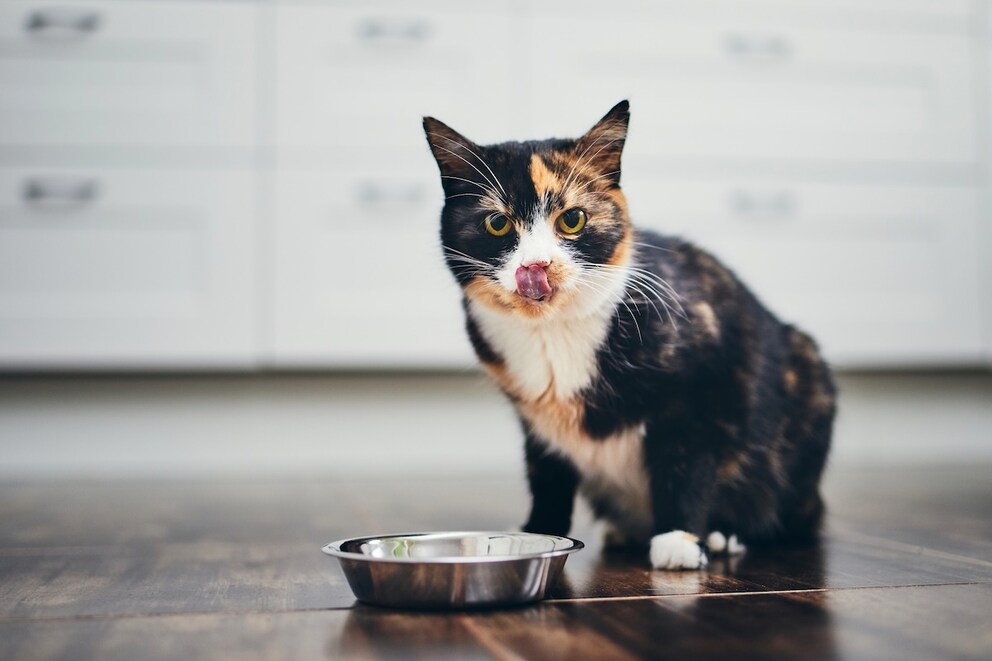 Wer seine Katze nur zwei Mal am Tag füttert, riskiert ihre Gesundheit