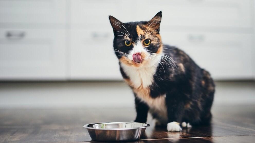 Katze sitzt vor Futternapf und leckt sich das Maul