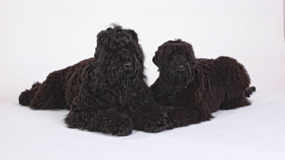Schwarzer Russischer Terrier
