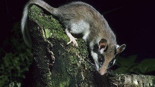 Gartenschläfer (Eliomys quercinus) bei der nächtlichen Futtersuche im Wald